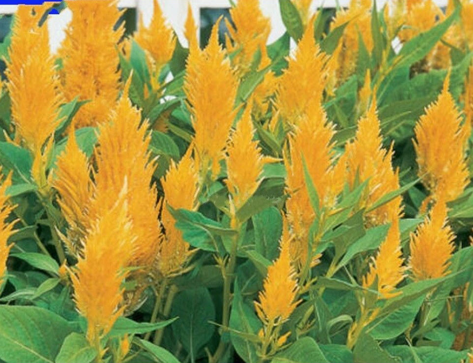 สร้อยไก่ (Plumed celosia) เหลือง / 100 เม็ด (นอก)