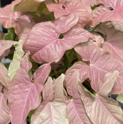 ต้นออมชมพู (Pink Syngonium) กระถาง 8 นิ้ว