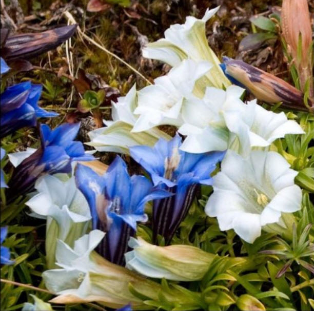 บลู-ครีม เจนเทียน (Blue-Cream Gentian) / 25 เม็ด (USA)