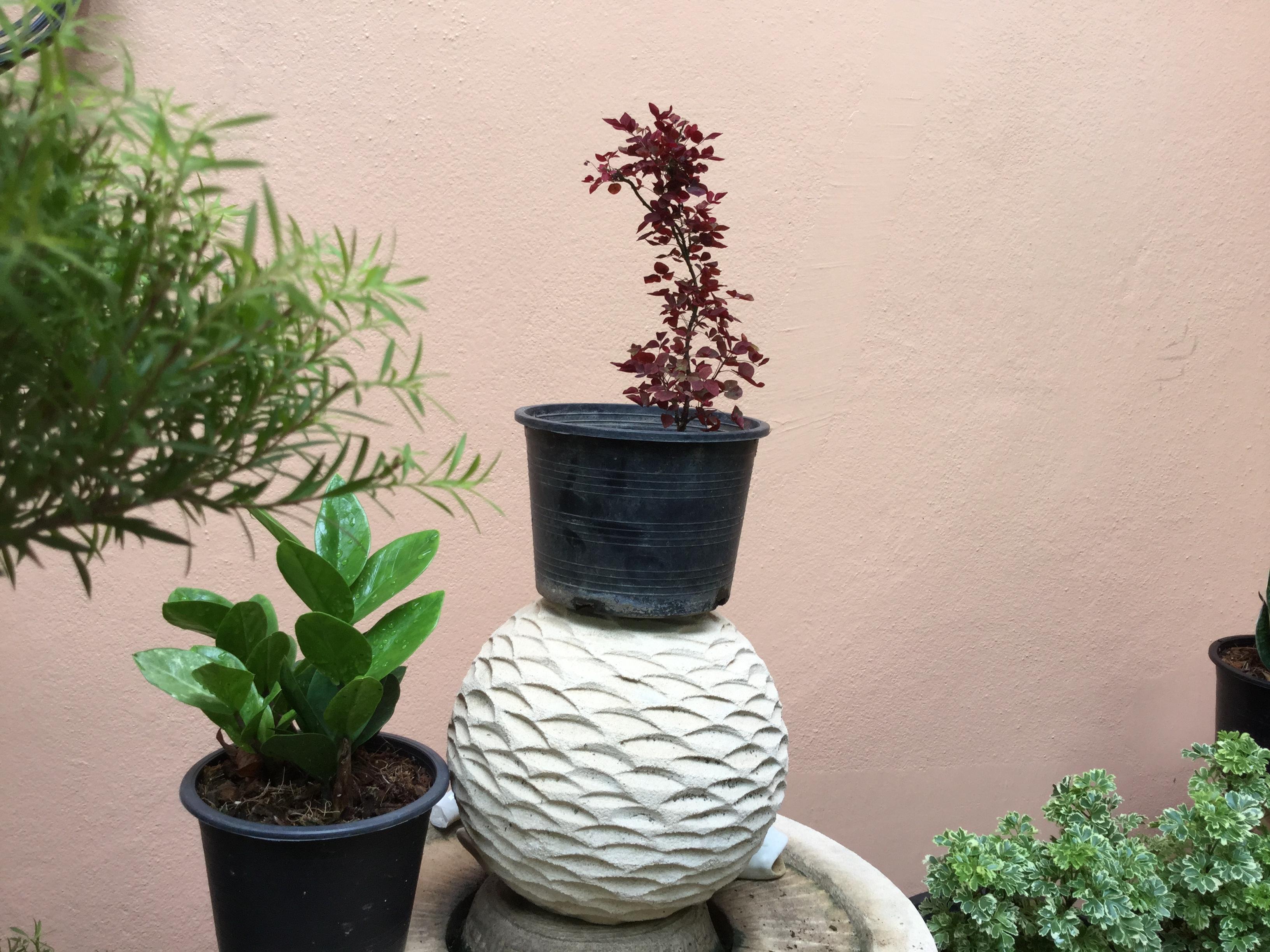 ต้นโพธิ์แดงแคระ กระถาง 6 นิ้ว / ต้น