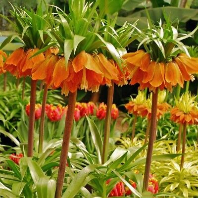 มงกุฏจักรพรรดิ์ (Crown Imperial) คละ / 25 เม็ด (นอก)