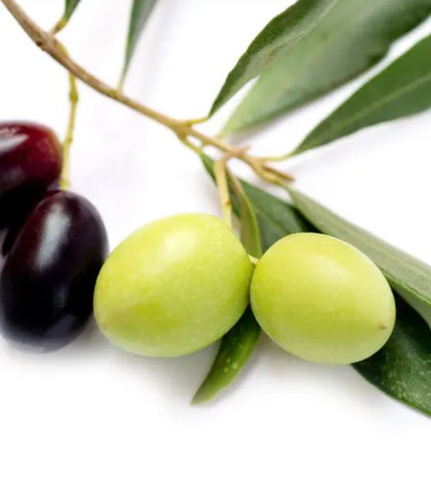 ต้นมะกอก มะกอกโอลีฟ พันธุ์ Leccino จากอิตาลี ไซส์ใหญ่ ทรงพุ่ม สูง 80-100 ซ.ม.