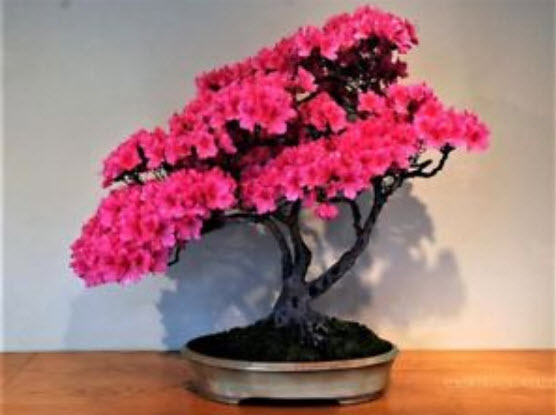 ซากูระญี่ปุ่น บอนไซ (Cherry blossom bonsai) สีชมพูเข้ม / 10 เม็ด