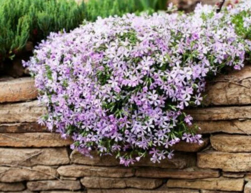 เมาน์เท่น ฟล็อกซ์ (Mountain Phlox) คละ / 1,000 เม็ด (Australia)