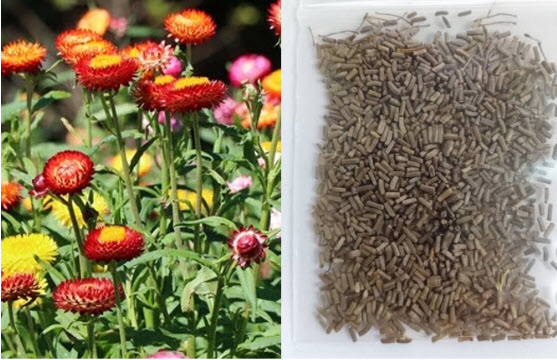 ดอกกระดาษ บานไม่รู้โรยฝรั่ง คละหลายสี ซองใหญ่ 2,500 เม็ด คุณภาพส่งออก