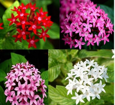 เข็มอินเดีย คละ 4 สี / 50 เม็ด (Indonesia)