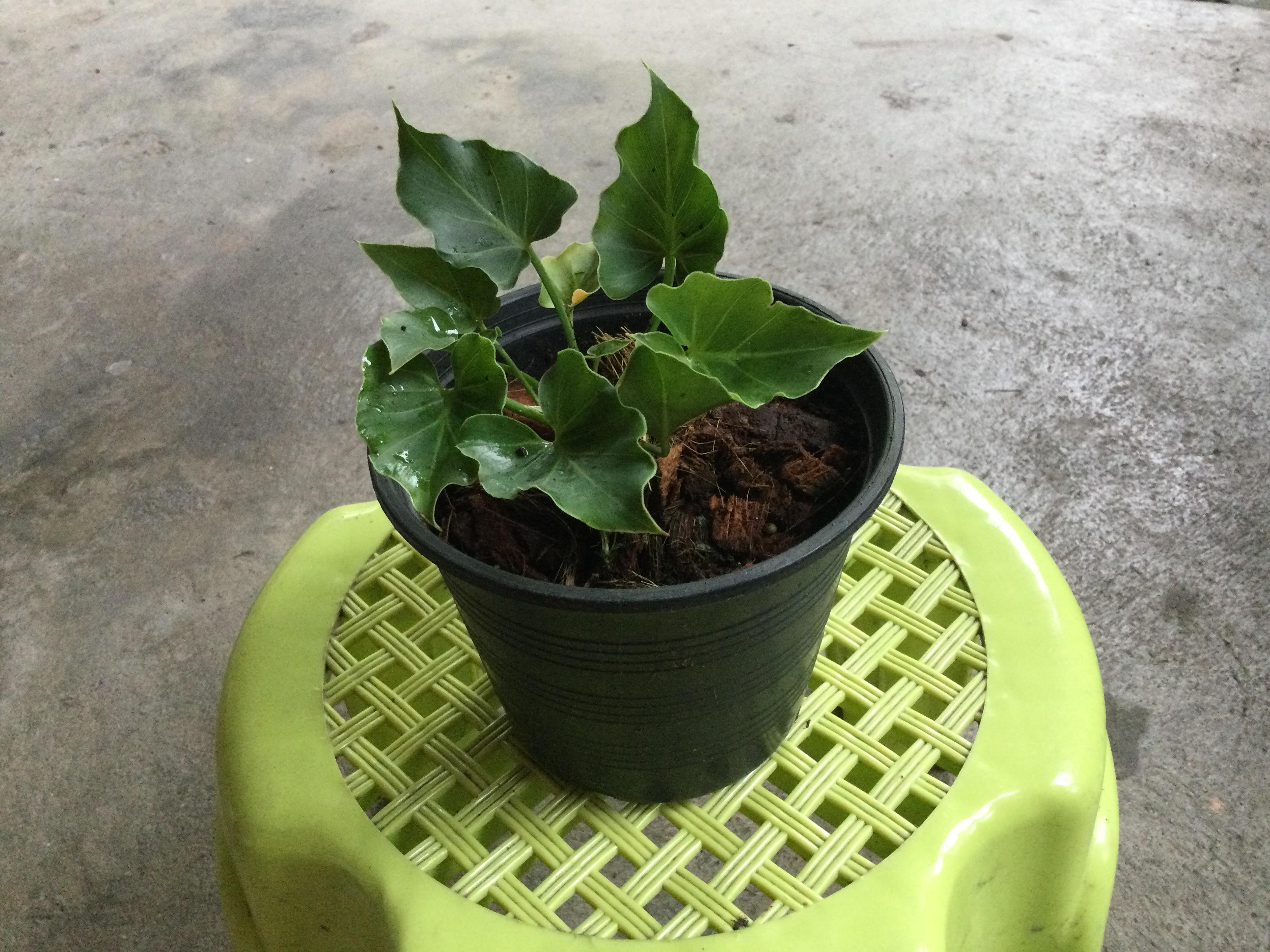 ต้นฟิโลใบมะละกอ (Philodendron selloum) กระถาง 8 นิ้ว