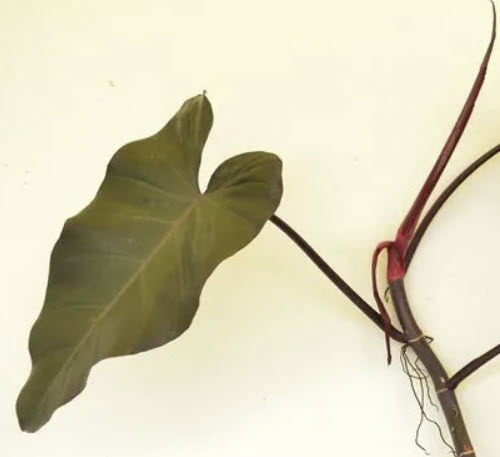 ต้นฟิโล มรกตแดง (Red Emerald Philo) กระถาง 6 นิ้ว