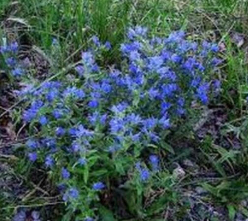 ไวเปอร์ บูกลอส - บลู เบ็ดเดอร์ (Vipor's - Blue Bedder) / 50 เม็ด (USA)