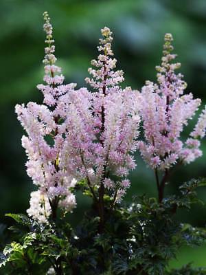 อัสดง (Astilbe) คละ / ซอง 50 เม็ด (A117)