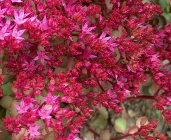 ซีดัม (Sedum / spurium coccineum) สีแดง / 250 เม็ด (UK)