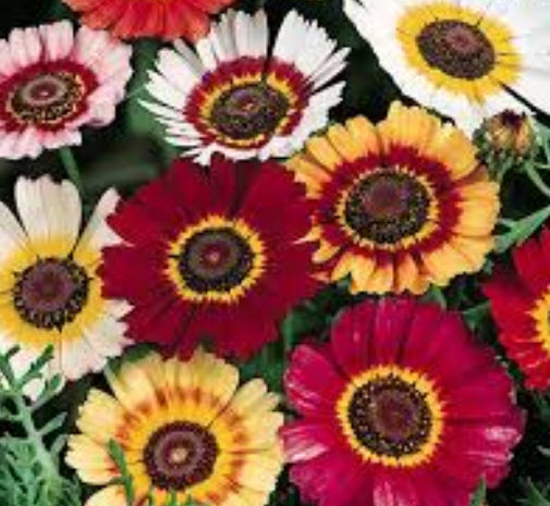 เพ้นท์ เดซี่ (Painted Daisy) คละ / 1,000 เม็ด (UK)