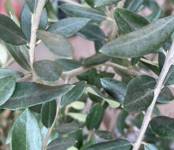 ต้นมะกอก โอลีฟ Olive เล็คซิโน่ Leccino อิตาลี สูง 60-100 ซ.ม. ต้นไม้นำเข้า