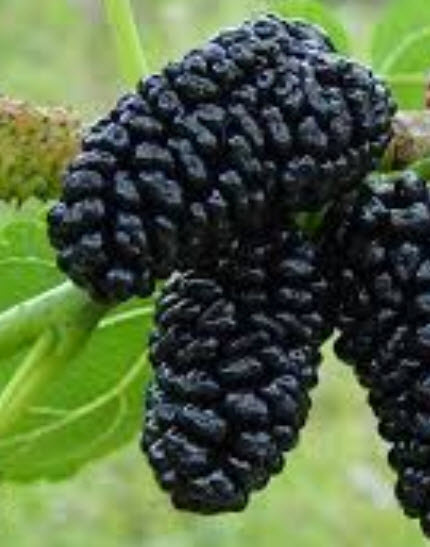 ต้นหม่อนดำออสตุรกี สูง 50-60 ซ.ม. / ต้น