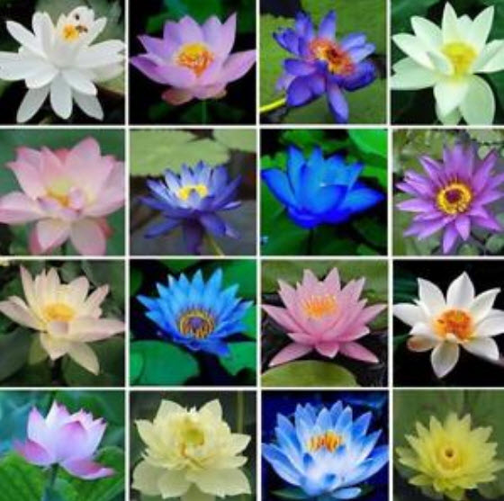 บัวอ่าง (bowl lotus) คละสี / 10 เม็ด (นอก)