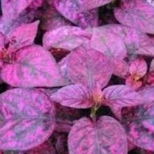 ละอองดาว หรือไฮโพเอสเตท - สแปลช ซีเล็ค (Hypoestes - Splash Select) สีแดง / 10 เม็ด (UK)