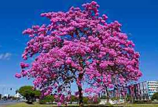 ศรีตรัง (Jacaranda mimosifolia) สีชมพู / 5 เม็ด (Brazil)