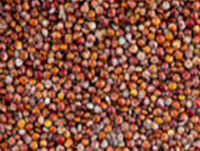 ควินัวแดง (Red Quinoa) / 100 เม็ด (USA)