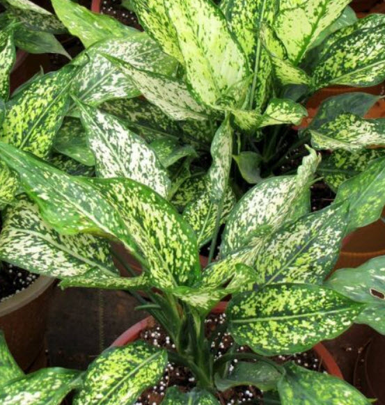อโกลนีมา (Aglaonema) คละ / 100 เม็ด (set A)
