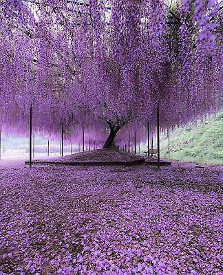 วิสทีเรียต้น (Wisteria tree) สีม่วง / 10 เม็ด (Australia)
