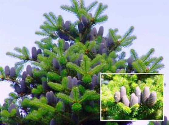 สนเกาหลี (Abies Koreana) สีม่วง / 30 เม็ด