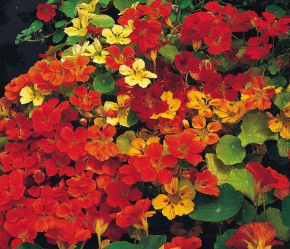 แนสเตอเตียม (Nasturtium - Double Gleam Hybrids) / 100 เม็ด (UK)