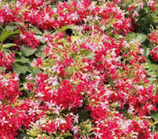 ต้นเล็บมือนาง (Rangoon Creeper) ขนาด L / ต้น