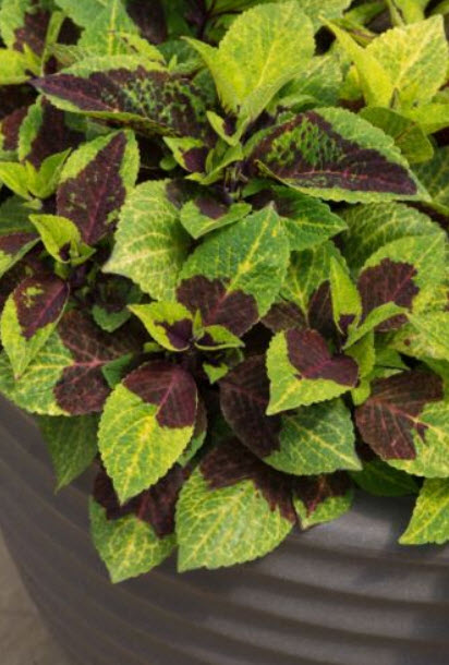 ฤาษีผสม (Coleus - Pineapple Surprise) / 10 เม็ด (UK)