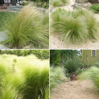 หญ้าขนเม็กซิกัน (Mexican Feather Grass) / 100 เม็ด