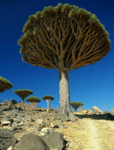 เลือดมังกร (Dragon Blood) / 5 เม็ด (Portugal)*