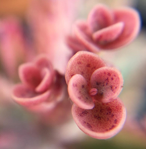 ต้นกุหลาบหิน หรือกาลังโชสีชมพู (Kalanchoe Pink Butterflies) กระถาง 3-4 นิ้ว / ต้น