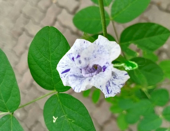 ต้นอัญชัน ดอกด่าง กระถาง 6 นิ้ว สวยมาก มีต้นพร้อมส่ง