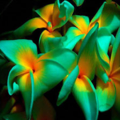 ลีลาวดี (Plumeria) สีเขียว-เหลือง / 50 เม็ด (นอก)