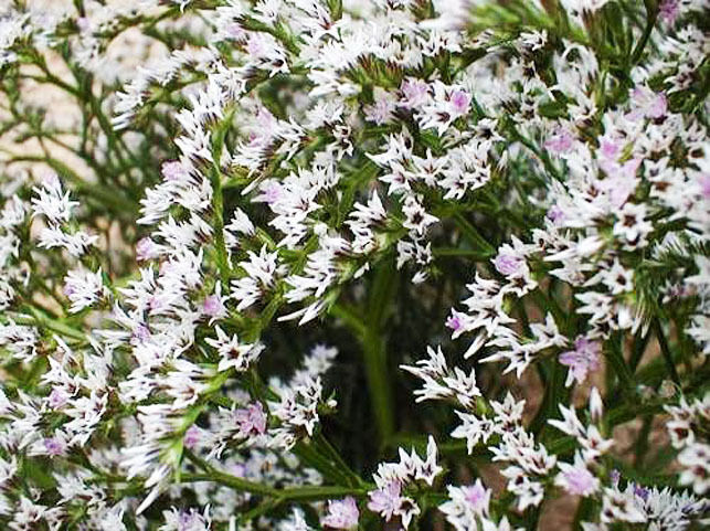 เยอรมัน สแตติส (German Statice) / 100 เม็ด (UK)