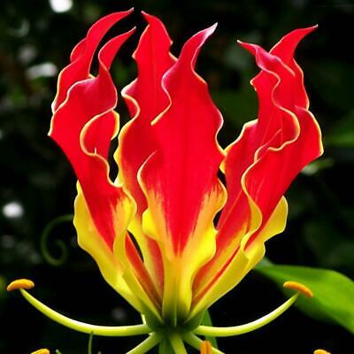 ดองดึง (Flame lily / Climbing lily) แดง-เหลือง / 50 เม็ด