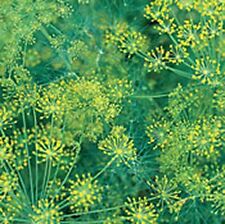 ผักชีลาว (Dill / Anethum graveolens) / 6,000 เม็ด (UK)