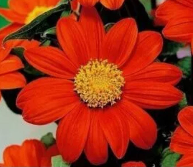 ทานตะวันเม็กซิกัน ทานตะวันเม็กซิโก (Mexican Sunflower) สีส้มแดง / 100 เม็ด