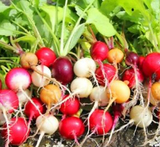 ไชเท้า (Radish) คละสี / 700 เม็ด (UK)