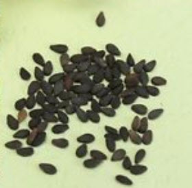 ยูคาลิปตัสแฟนซีฮาวาย (Hawaii Rainbow Eucalyptus) / 100 เม็ด