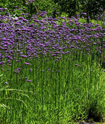 เวอร์บีน่าม่วง (Purpletop Vervain) / 1,000 เม็ด (UK)*