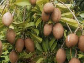ละมุด Sapodilla (LAR-MUT) / 10 pcs