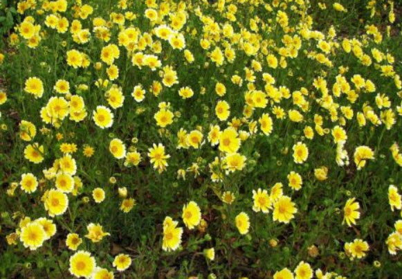 ไข่ดาว (Coastal Tidy Tips) / 500 เม็ด (UK)