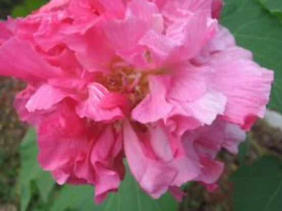 พุดตานกลีบซ้อน (Cotton Rose) / 5 เม็ด (USA)
