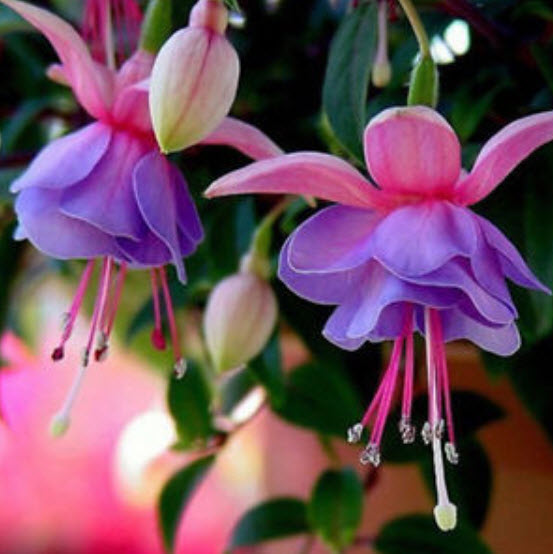 สโนว์ ฟิวเซีย (Snow Fuchsia) / 50 เม็ด