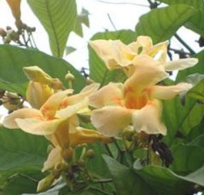 ต้นบานบุรีหอม กระถาง สูง 50-60 ซ.ม. / ต้น