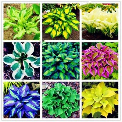 ฮอสต้า (hosta plantaginea) คละ / 100 เม็ด (China)