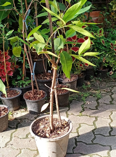 ต้นชมพู่หวานอินโด กิ่งตอน กระถาง 10 นิ้ว สูง 75-100 ซ.ม.