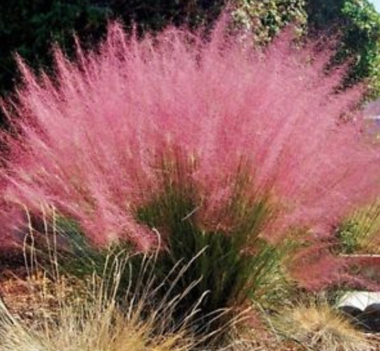 หญ้ามูลี่ชมพู (Pink Muhly grass) / 100 เม็ด (China)