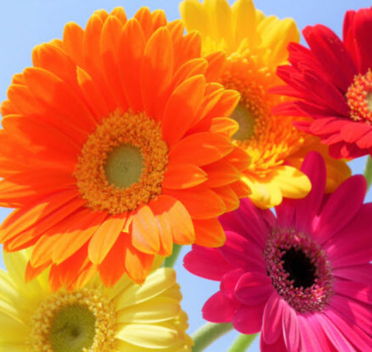 เยอบีร่า (Gerbera) คละ พันธุ์ต้นสูง / 40 เม็ด (UK)