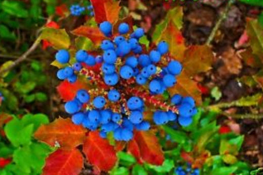โอเรกอน เกรป (Oregon grape) / 30 เม็ด (UK)